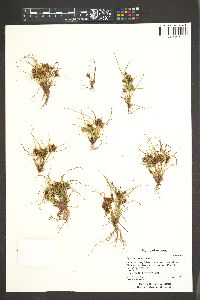 Cyperus squarrosus image