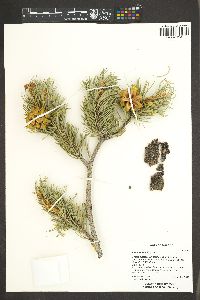 Pinus edulis image