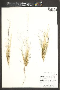 Aristida adscensionis image