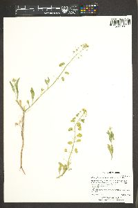 Dimorphocarpa wislizeni image