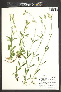 Silene douglasii image