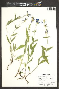 Penstemon watsonii image