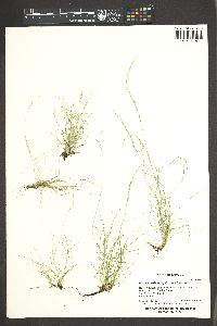 Deschampsia elongata image