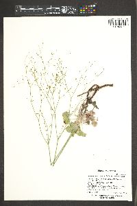 Eriogonum arizonicum image