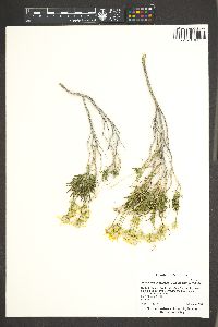 Ericameria linearifolia image