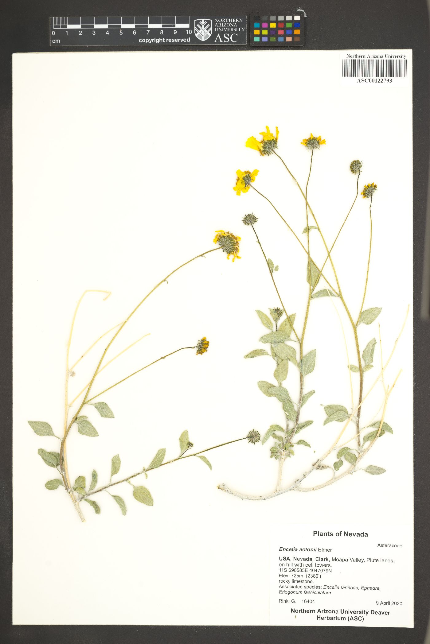 Encelia actoni image