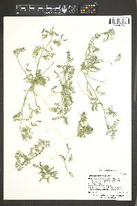 Astragalus nyensis image