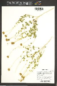 Encelia resinifera image