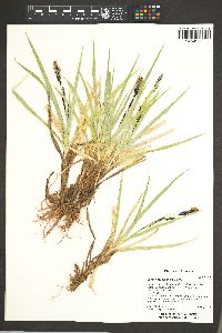 Carex nebrascensis image