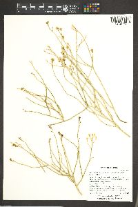 Ericameria nauseosa var. juncea image