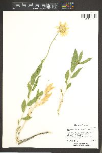 Xylorhiza tortifolia var. imberbis image