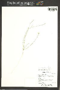 Linum aristatum image