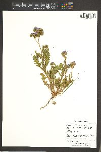 Phacelia crenulata image