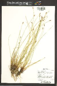 Eleocharis rostellata image