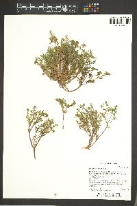 Phacelia ivesiana image