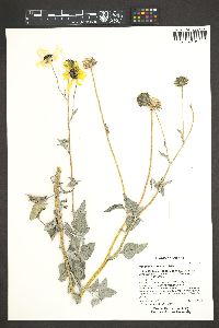 Helianthus anomalus image