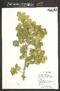 Quercus havardii image