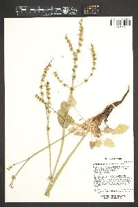 Eriogonum zionis image