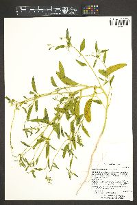 Croton californicus image