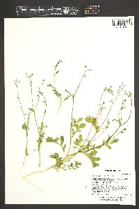 Gilia scopulorum image