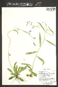 Lobelia anatina image