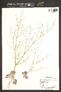 Eriogonum viscidulum image