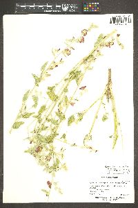 Sphaeralcea ambigua subsp. rugosa image