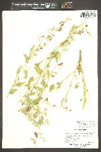 Sphaeralcea ambigua image