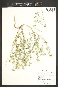 Cryptantha pterocarya var. pterocarya image