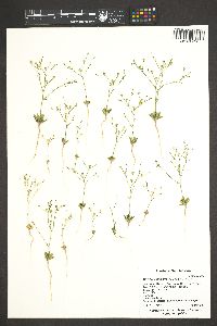 Aliciella leptomeria image