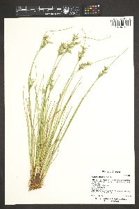 Juncus interior image