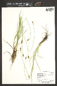 Carex subfusca image