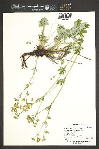 Potentilla gracilis image