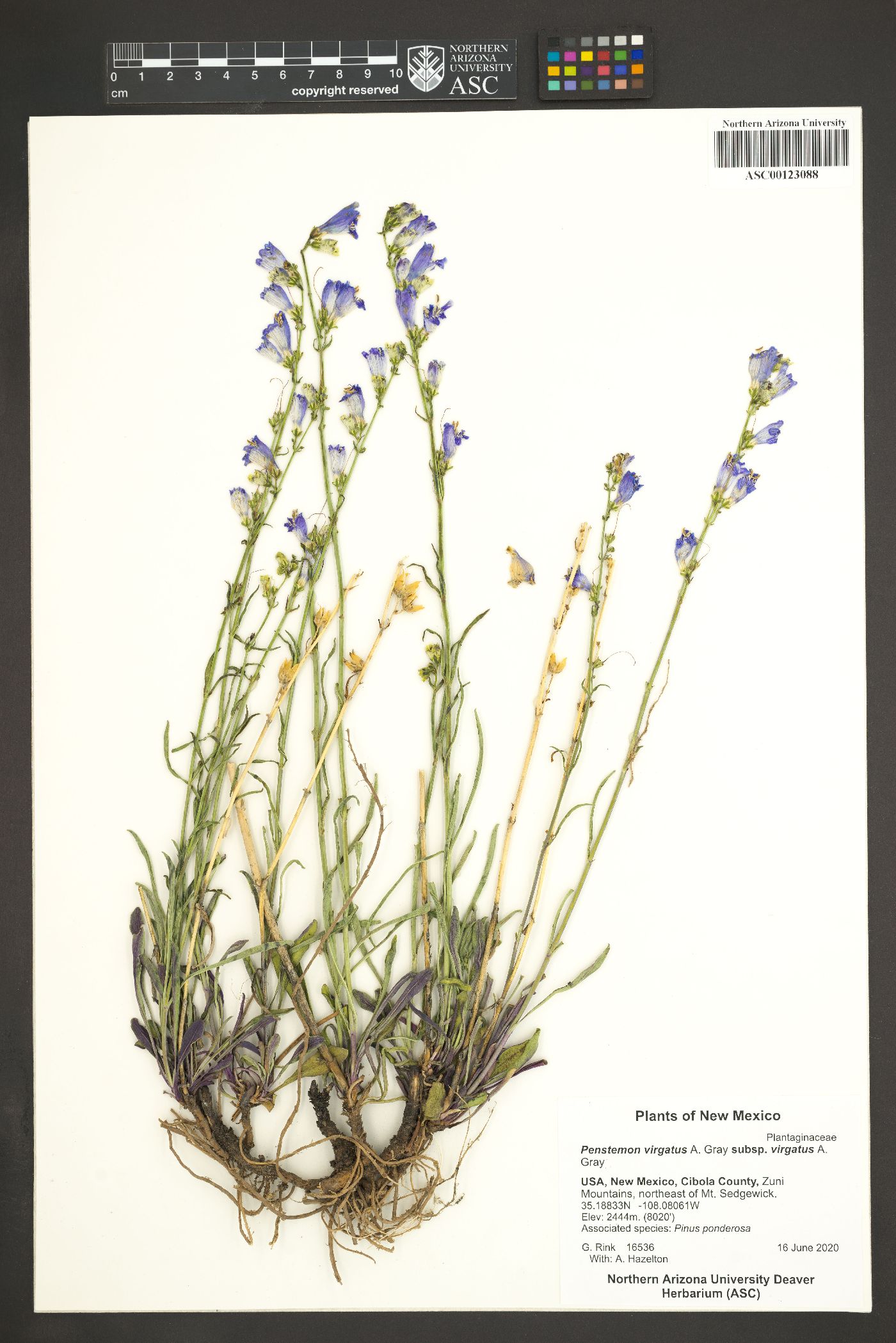 Penstemon virgatus subsp. virgatus image