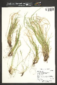 Carex rossii image