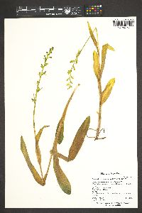 Platanthera sparsiflora image