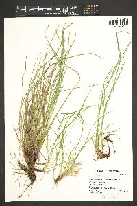 Carex rossii image