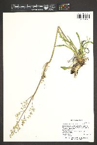 Valeriana edulis image