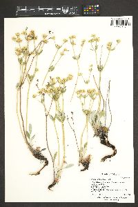 Eriogonum jamesii image