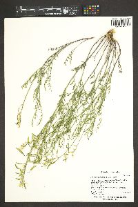 Astragalus filipes image