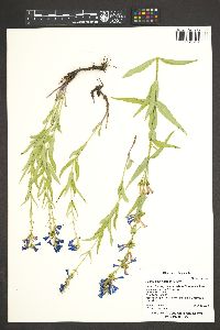 Penstemon watsonii image