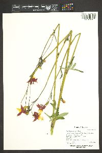 Aquilegia formosa image