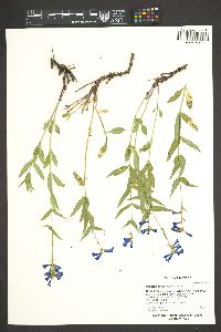 Penstemon watsonii image