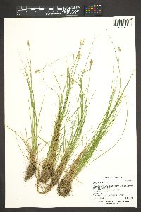 Carex echinata image