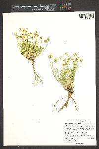 Erigeron engelmannii image