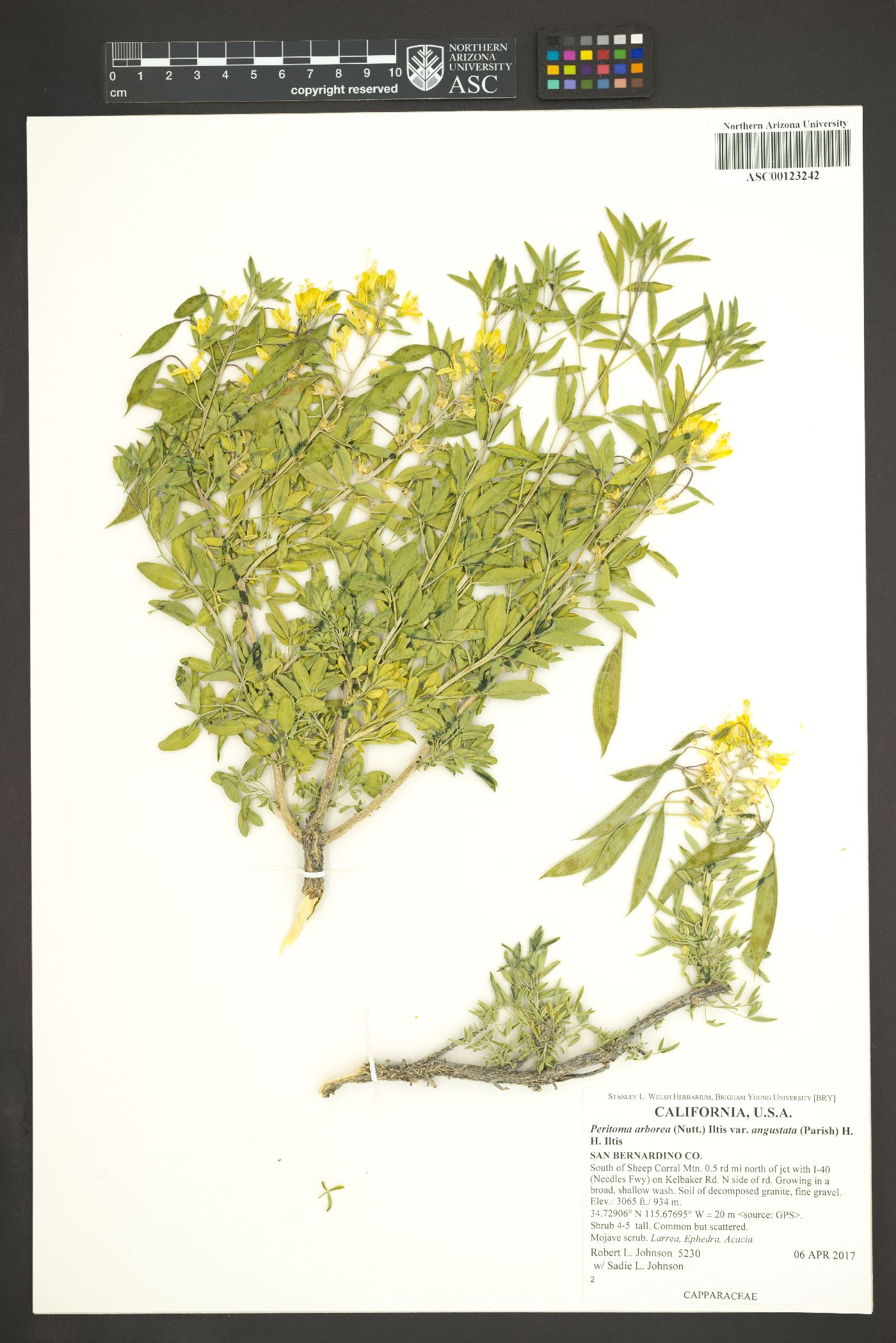 Peritoma arborea var. angustata image