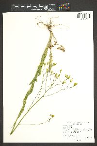 Crepis pulchra image