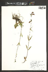 Penstemon whippleanus image
