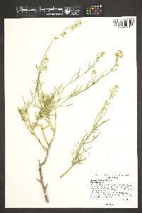 Lepidium fremontii image