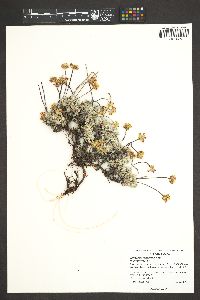 Eriogonum caespitosum image